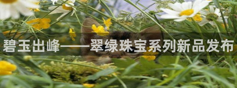 天宏娱乐主管待遇